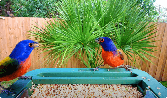 Professional-Image-Quality-Adjustment