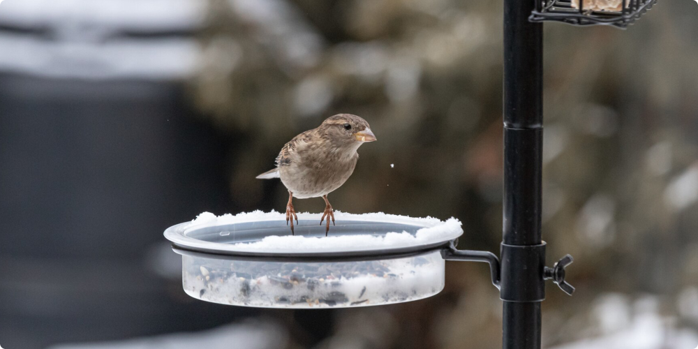 captured-bird-image-2