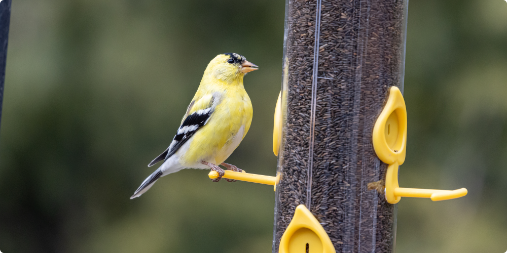 captured-bird-image-3