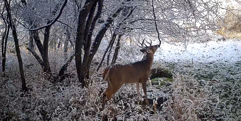 t200 captured dear snow