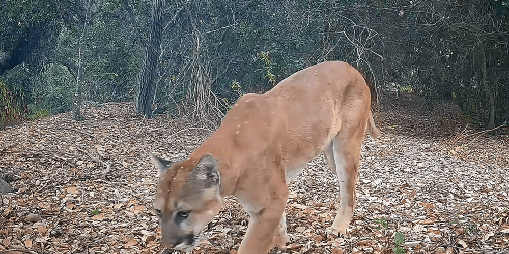 t100pro-captured-img-3-1