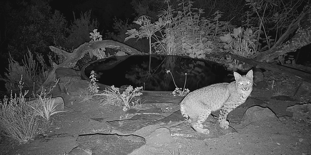 t100pro-captured-img-4-1