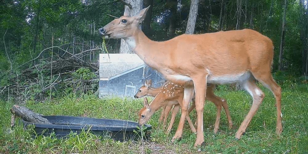 t100pro-captured-img-5-1