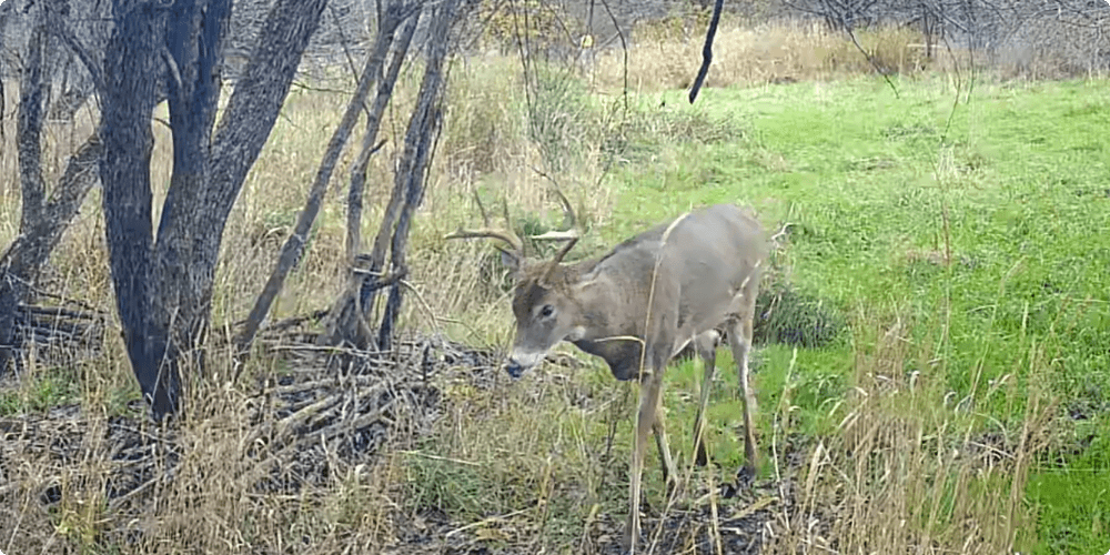 t200 captured deer 2