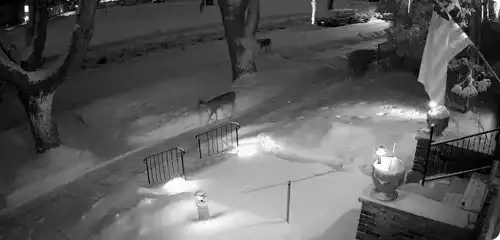 Night Vision for Low-Light Security