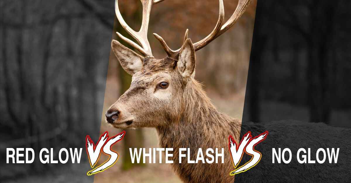 trail camera flashes