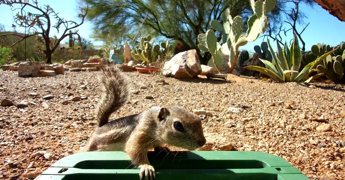 willfine-captured-squirrel-2