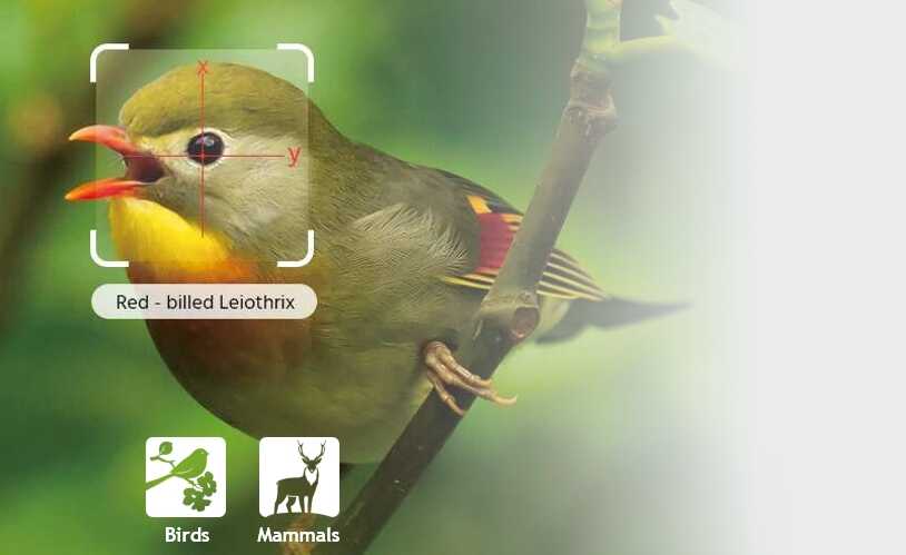 AI Bird Recognition