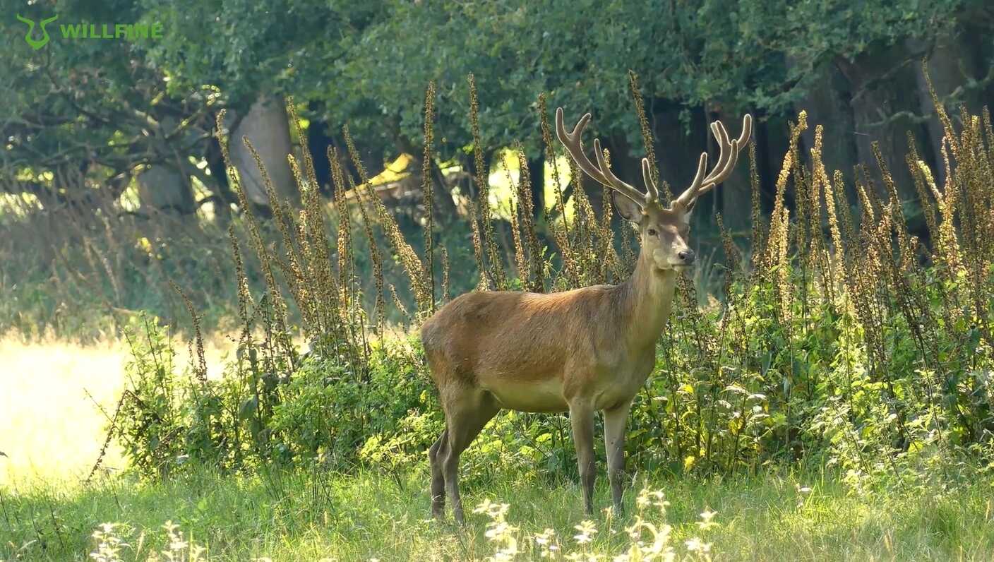 Optimizing Motion Detection for Different Use Cases: From Wildlife to Farm Security