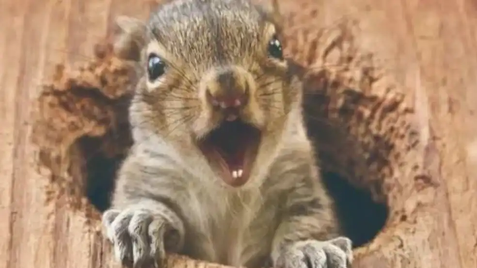 How to Use Bird Feeder Baffles with Cameras: Protect Feeders&Capture