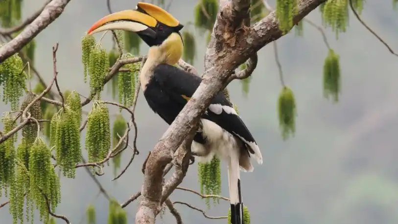 Bird House with Camera: Smart Bird-Watching for Families & Nature