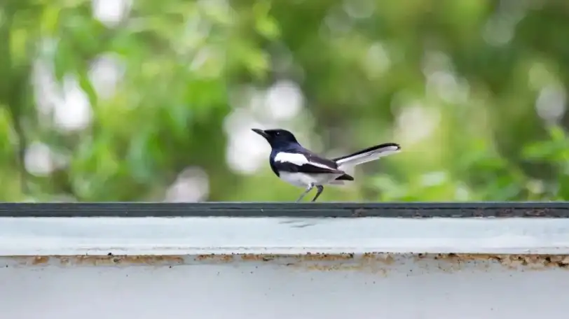 Window Bird Feeders with Smart Camera: Indoor Birdwatching B2B