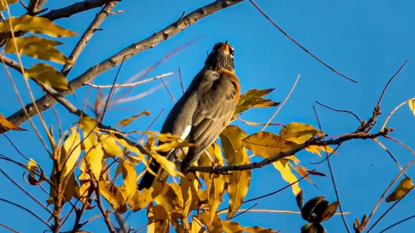 Wildlife Trail Cameras 2025: Complete Buying Guide, Set‑Up Tips, and Best Picks (Hunting, Birdwatching & Security)