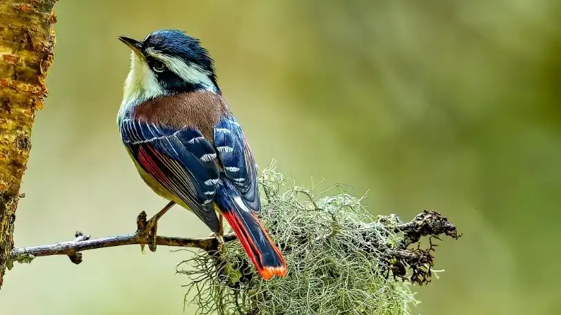 How to Deter Birds of Prey from Feeders: Pro Plans & Camera Setups