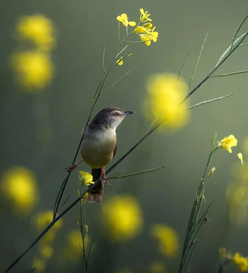 birdwatching experience