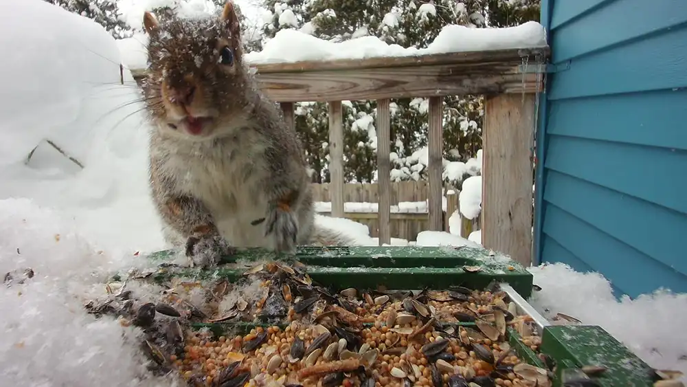 Best Guard for Bird Feeder: Types, Setup, and Smart Add-Ons