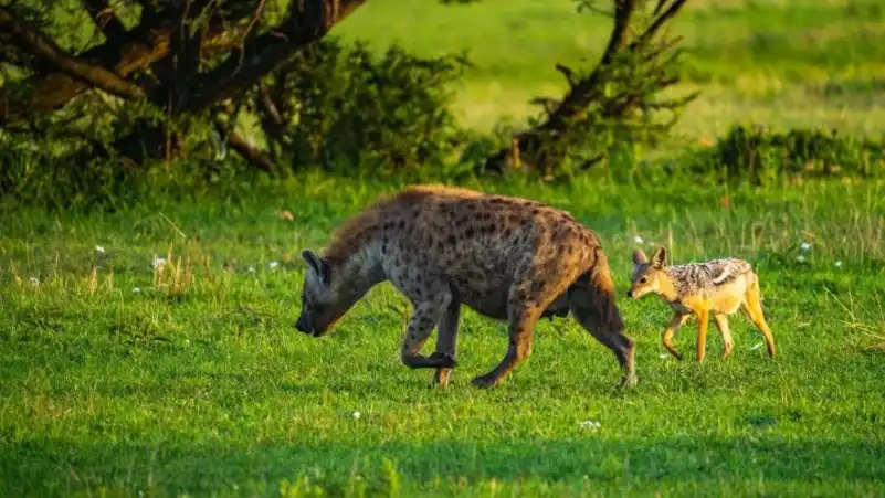 Trail Camera Advanced Features & Smart Data Uses | Willfine