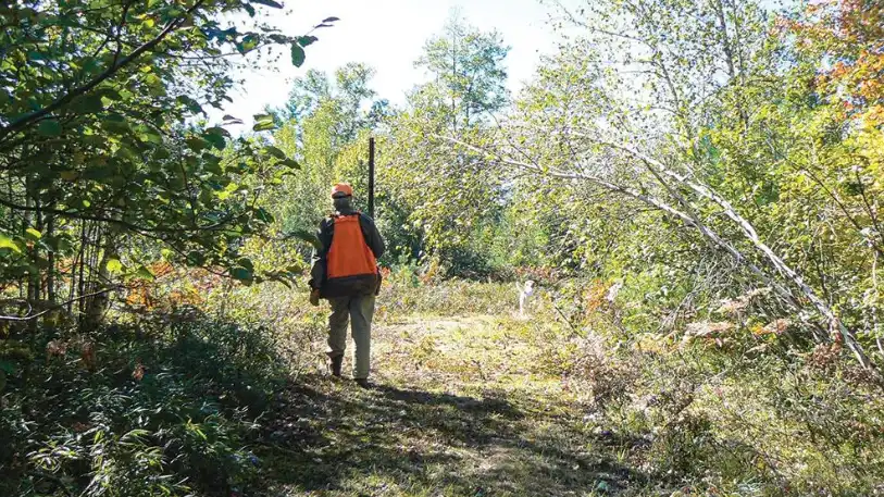 Beyond Features: How Willfine Trail & Bird Cameras Redefine Outdoor Observation