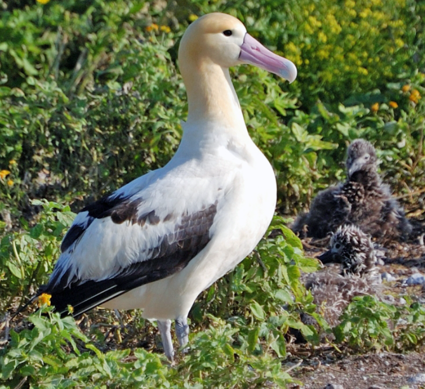 Albatross