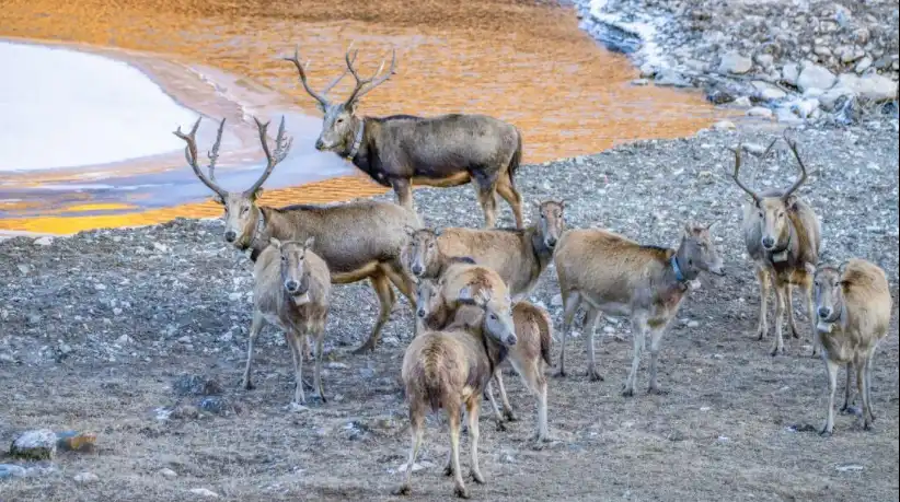 G100 Security Camera: Revolutionizing Outdoor Monitoring