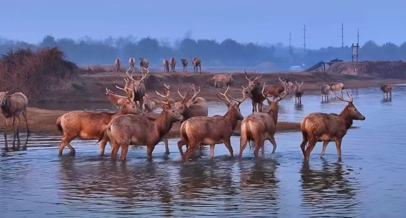 Budget-Friendly Feeding Matters