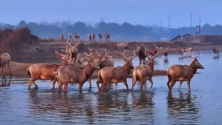 From Early Fall to Deep Winter: US Trail Camera Market Pain Points and Willfine Smart Solutions