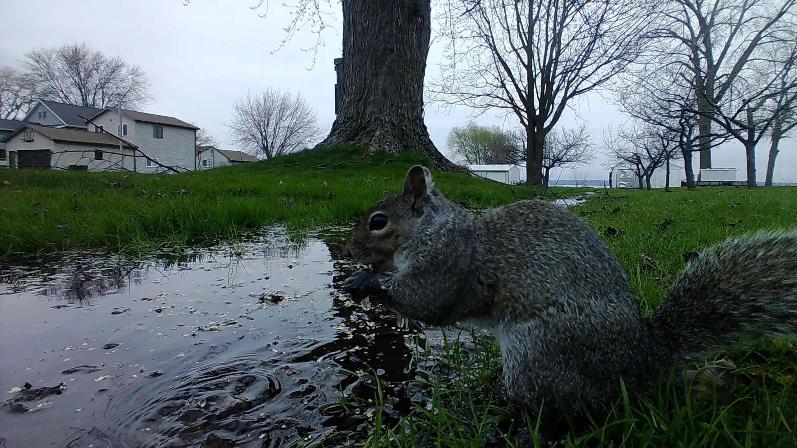 Image Sensors & Image Processing: Optimizing Trail Camera Performance