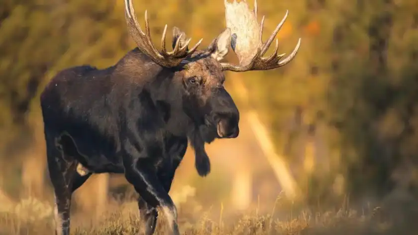 How to Accurately Estimate White-Tailed Deer Trophy Quality with 2025