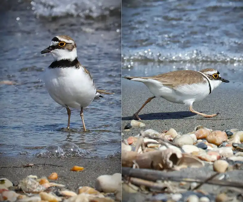 bird-watching camera solution