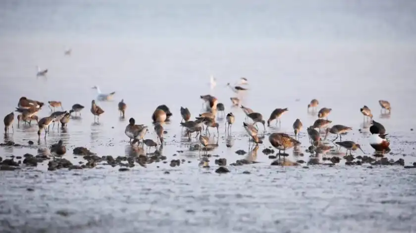 Empowering Outdoor Brands: Willfine Bird-Watching Camera Solutions