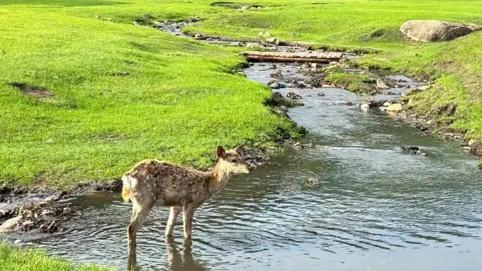 Thermally-Driven Activity Analysis